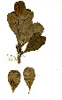  ( - OM0786)  @11 [ ] Copyright  - Unspecified