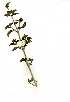  (Anisotes formosissimus - OM0868)  @13 [ ] Copyright  - Unspecified