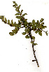  ( - OM0896)  @11 [ ] Copyright  - Unspecified