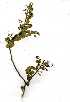 (Balanites pedicillaris - OM0901)  @11 [ ] Copyright  - Unspecified