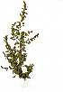  ( - OM0911)  @11 [ ] Copyright  - Unspecified