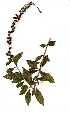  ( - OM0939)  @11 [ ] Copyright  - Unspecified