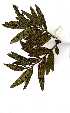  (Ozoroa sphaerocarpa - OM0940)  @11 [ ] Copyright  - Unspecified