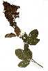  ( - OM0964)  @11 [ ] Copyright  - Unspecified