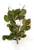  (Spirostachys africanus - OM0990)  @11 [ ] Copyright  - Unspecified