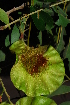  (Pterocarpus angolensis - OM0490)  @11 [ ] Unspecified (default): All Rights Reserved  Unspecified Unspecified