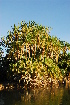  (Phoenix reclinata - OM0274)  @11 [ ] Unspecified (default): All Rights Reserved  Unspecified Unspecified