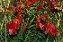  (Pterolobium - RBN219)  @11 [ ] Unspecified (default): All Rights Reserved  Unspecified Unspecified