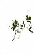  ( - RBN133)  @11 [ ] Unspecified (default): All Rights Reserved  Olivier Maurin Unspecified