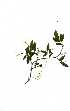  ( - RBN133)  @11 [ ] Copyright  - Unspecified