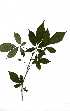  ( - RBN141.1)  @11 [ ] Copyright  - Unspecified