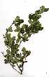  ( - RBN142)  @11 [ ] Copyright  - Unspecified