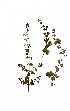  ( - RBN143)  @11 [ ] Copyright  - Unspecified