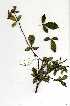  (Commiphora glandulosa - RBN160)  @11 [ ] Copyright  - Unspecified
