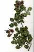  (Pterocarpus cf. rotundifolius - RBN174)  @11 [ ] Copyright  - Unspecified