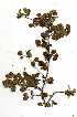  ( - RBN178.1)  @11 [ ] Copyright  - Unspecified
