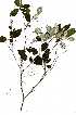  ( - RBN186.1)  @11 [ ] Copyright  - Unspecified