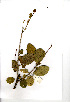  ( - RBN189)  @11 [ ] Copyright  - Unspecified