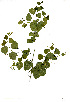  ( - RBN215)  @11 [ ] Unspecified (default): All Rights Reserved  Olivier Maurin Unspecified
