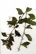  ( - RBN217)  @11 [ ] Copyright  - Unspecified