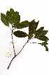  ( - RBN248)  @11 [ ] Unspecified (default): All Rights Reserved  Olivier Maurin Unspecified