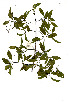  ( - RBN250)  @11 [ ] Copyright  - Unspecified