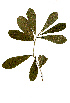  (Pavetta schumanianna - RBN251)  @11 [ ] Copyright  - Unspecified