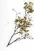  (Croton pseudopulchellus - RBN262)  @11 [ ] Copyright  - Unspecified
