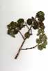  ( - RBN265)  @11 [ ] Copyright  - Unspecified