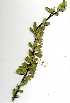  (Boscia angustifolia - RBN268.1)  @11 [ ] Copyright  - Unspecified