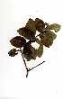  (Syzygium cordatum - RBN304)  @11 [ ] Copyright  - Unspecified