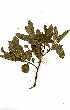  ( - RBN308)  @11 [ ] Unspecified (default): All Rights Reserved  Olivier Maurin Unspecified