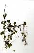  ( - RBN319)  @11 [ ] Unspecified (default): All Rights Reserved  Olivier Maurin Unspecified