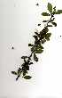  (Hyperacanthus amoenus - RBN320)  @11 [ ] Copyright  - Unspecified