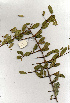  ( - RBN336)  @11 [ ] Copyright  - Unspecified