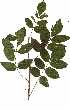  (Commiphora edulis - RBN341)  @11 [ ] Copyright  - Unspecified