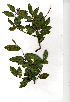  ( - RBN363)  @11 [ ] Copyright  - Unspecified