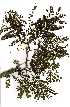  ( - RL1102)  @11 [ ] Copyright  - Unspecified