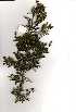  (Vachellia gerrardii - RL1103)  @13 [ ] Unspecified (default): All Rights Reserved  Olivier Maurin Unspecified