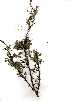  ( - RL1110)  @13 [ ] Copyright  - Unspecified