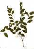  (Pterocarpus angolansis - RL1149)  @11 [ ] Copyright  - Unspecified