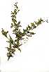  ( - RL1189)  @11 [ ] Copyright  - Unspecified