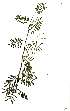  ( - RL1281)  @11 [ ] Copyright  - Unspecified