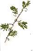  (Senegalia kraussiana - RL1287)  @13 [ ] Copyright  - Unspecified