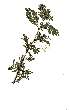  (Acacia kosiensis - RL1305)  @13 [ ] Copyright  - Unspecified