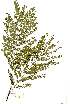  (Acacia amythethophylla - RL1314)  @14 [ ] Copyright  - Unspecified