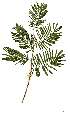  (Senegalia brevispica - RL1333)  @14 [ ] Copyright  - Unspecified