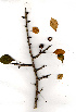  (Commiphora neglecta - RL1343)  @11 [ ] Copyright  - Unspecified