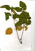  (Croton madadensis - RL1376)  @11 [ ] Copyright  - Unspecified