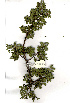  (Senegalia burkei - RL1479)  @14 [ ] Copyright  - Unspecified